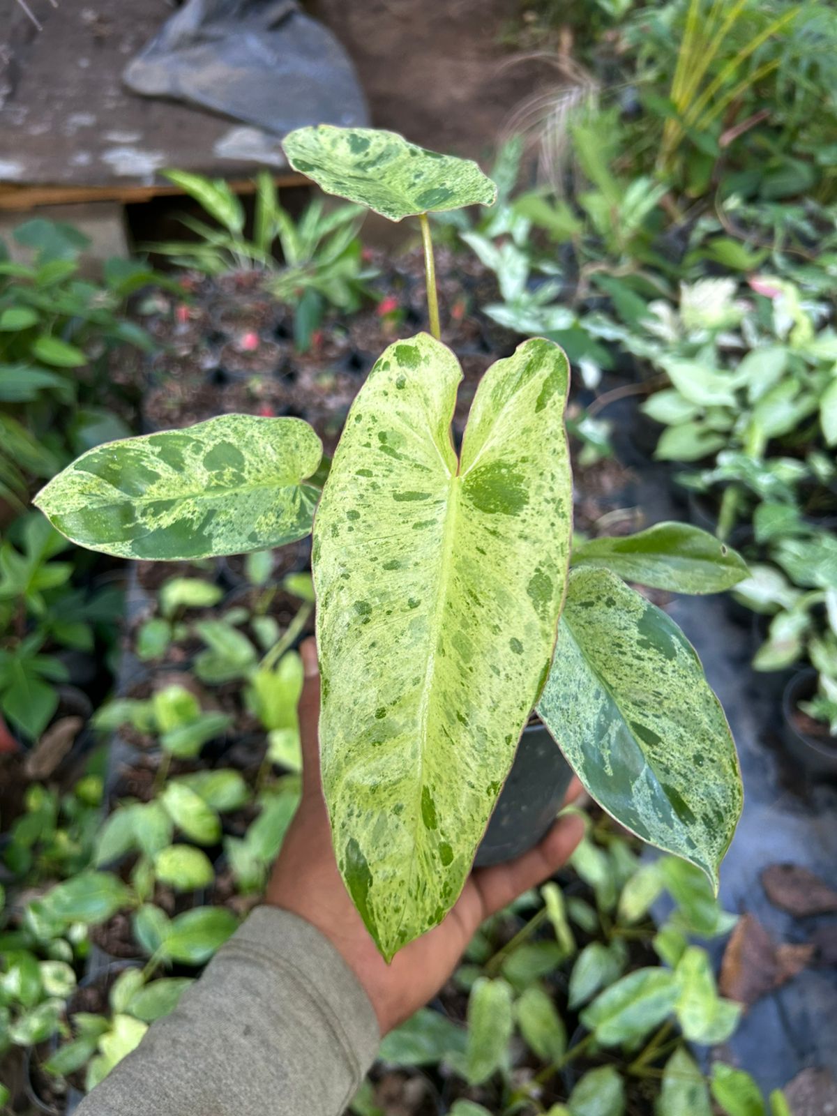 Philodendron Paraiso Verde