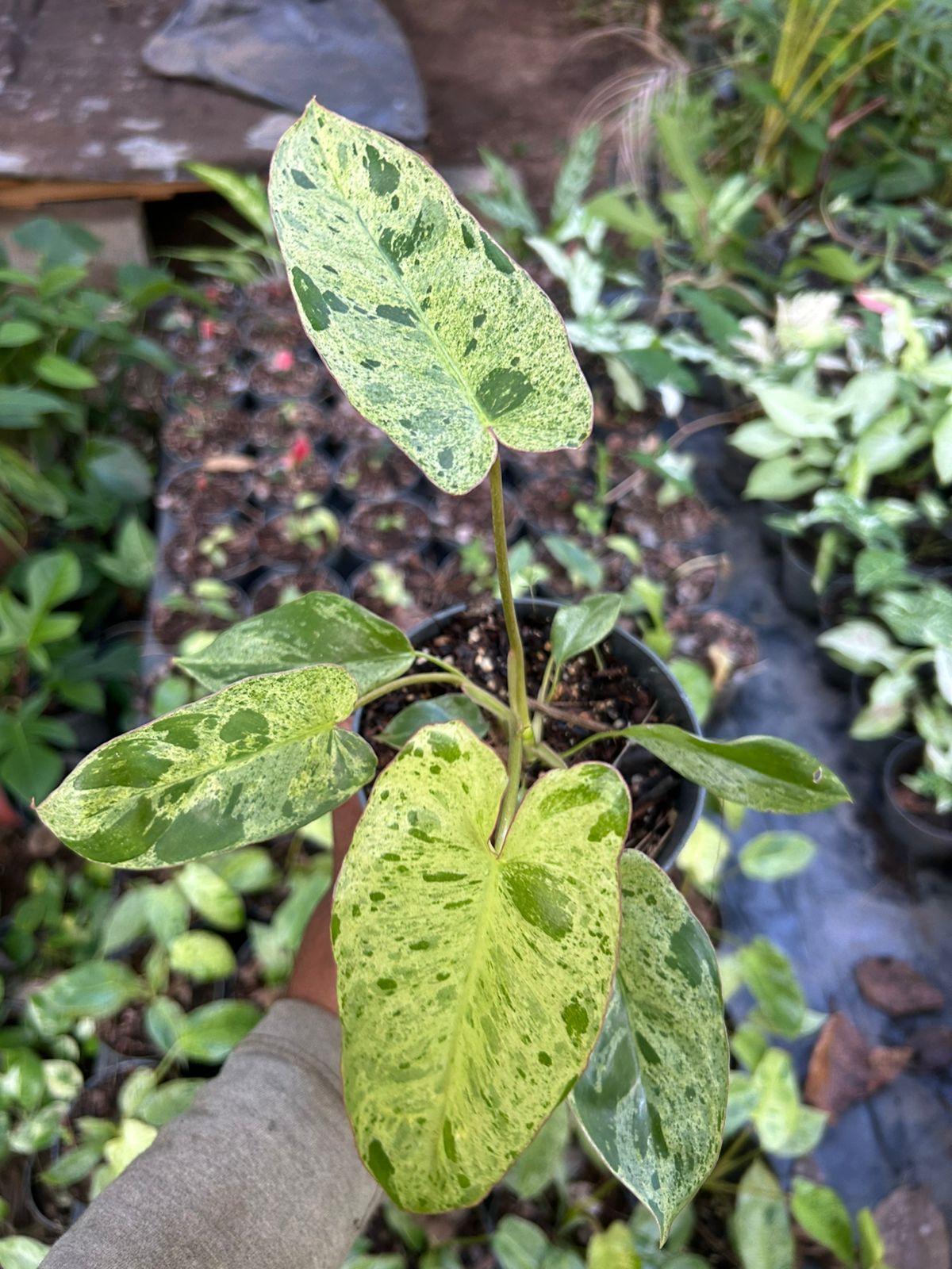 Philodendron Paraiso Verde