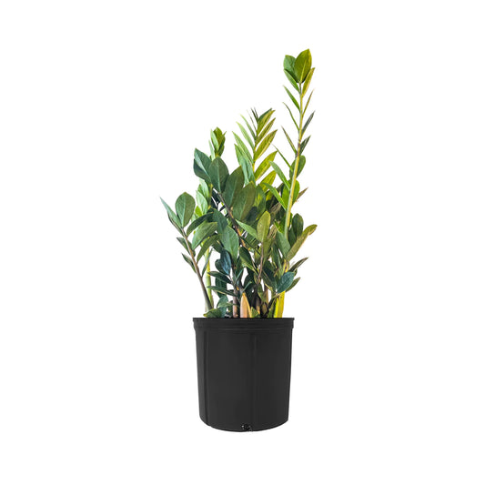 Zamioculca zamifolia