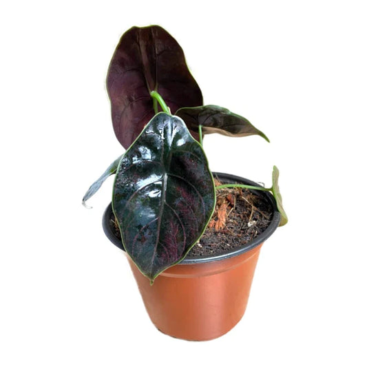 Alocasia Azlanii