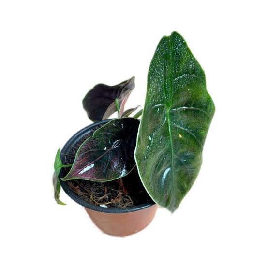 Alocasia Azlanii