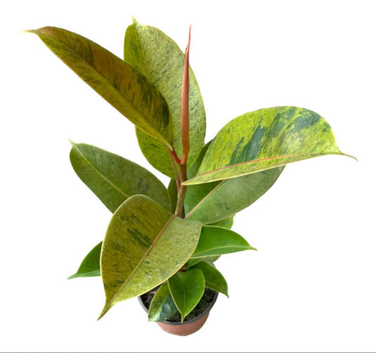 Ficus Shivereana