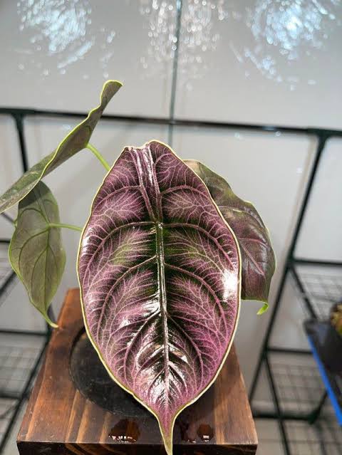 Alocasia Azlanii