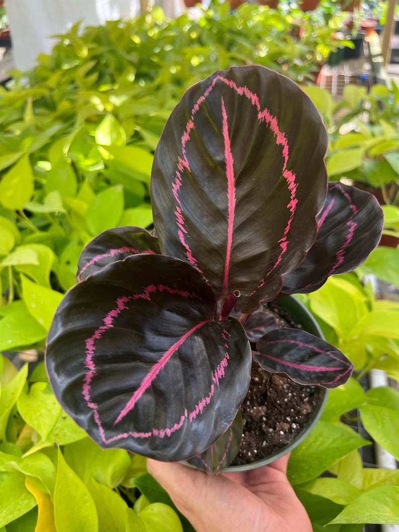 Calathea Dottie