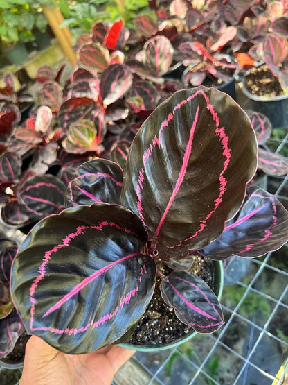 Calathea Dottie