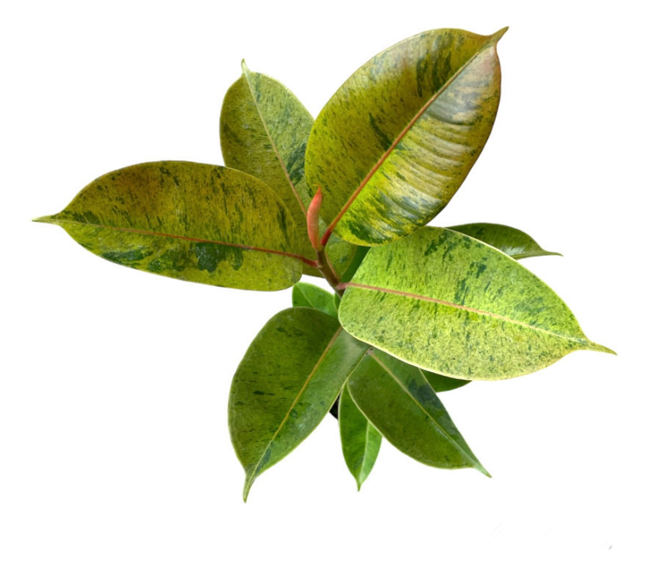 Ficus Shivereana