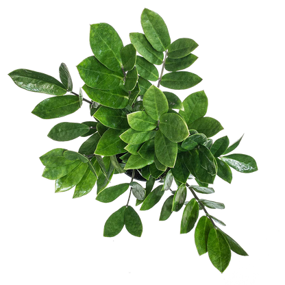 Zamioculca zamifolia