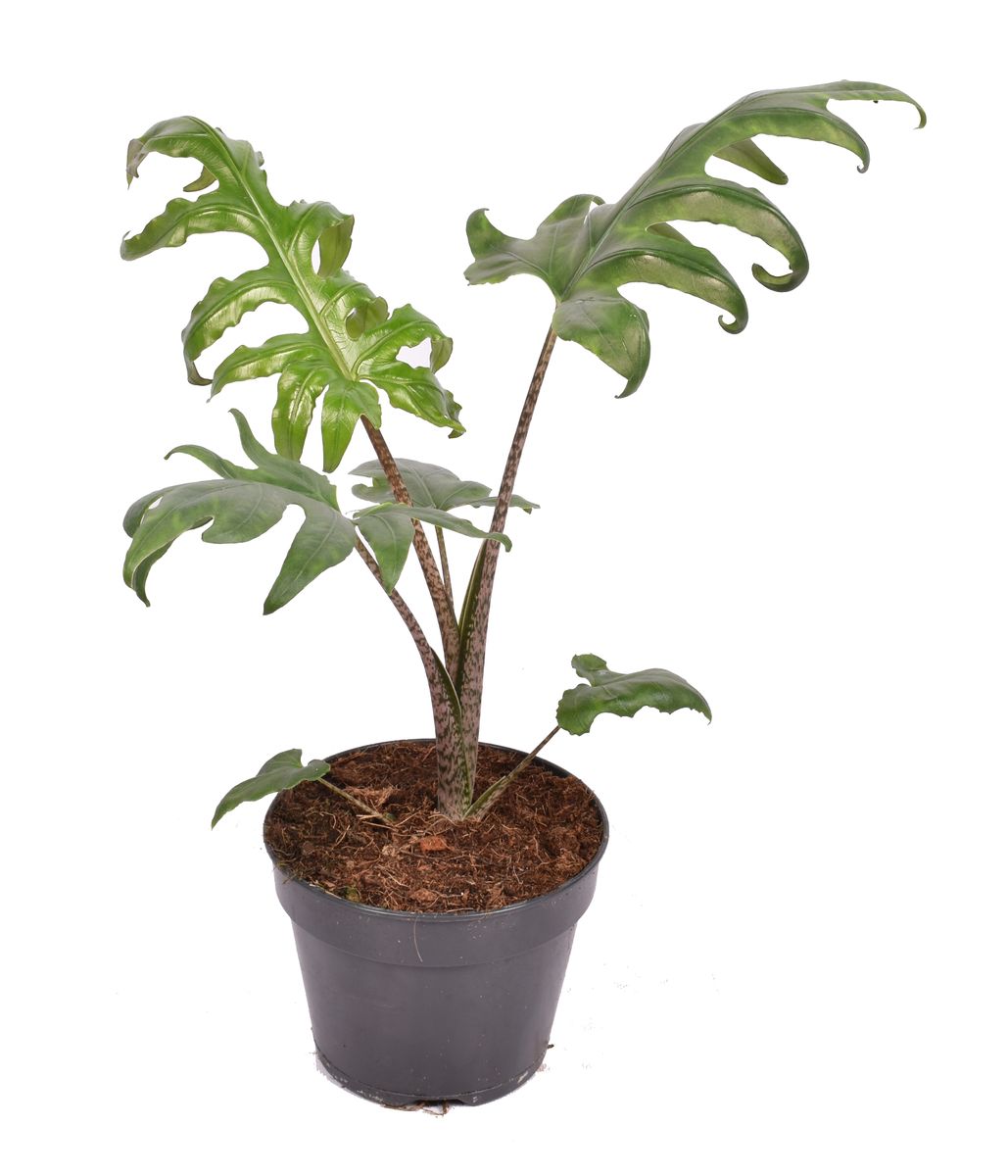 Alocasia Brancifolia