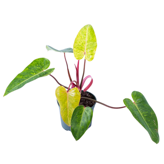 Philodendron Painted Lady