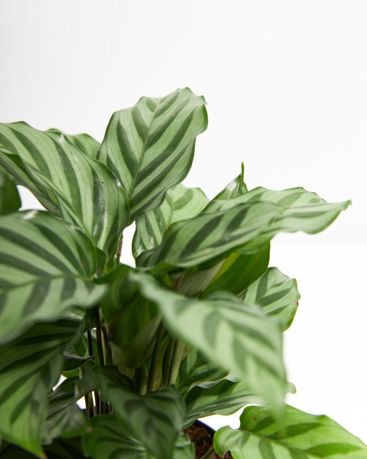 Calathea Concinna "Freddy"