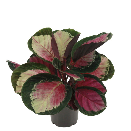 Calathea Rosy