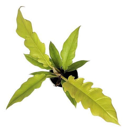 Philodendron golden Crocodile