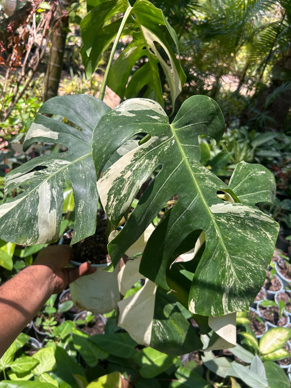 Monstera Albo Variegada