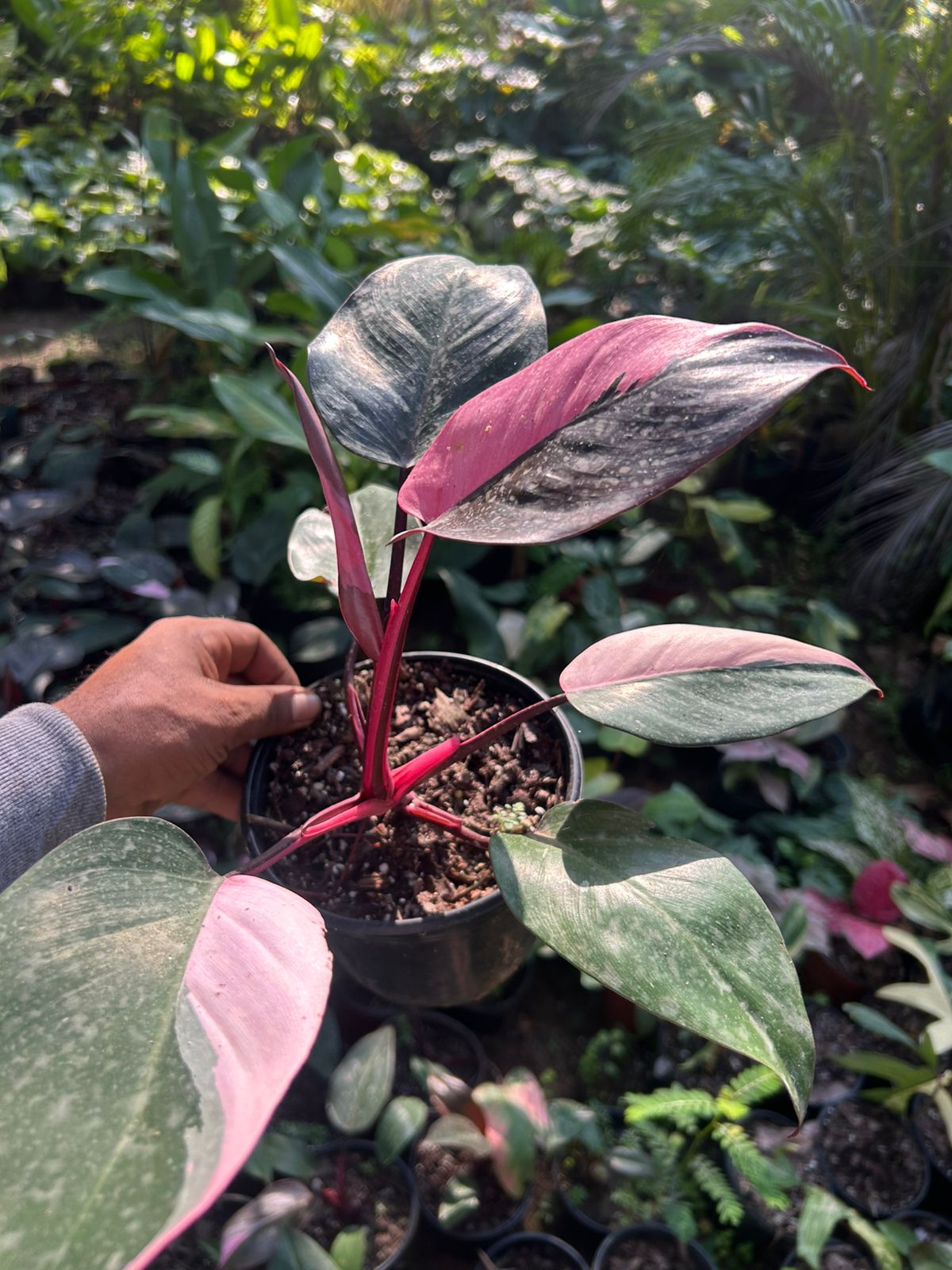 Philodendron Pink Princess