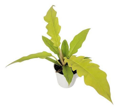 Philodendron golden Crocodile