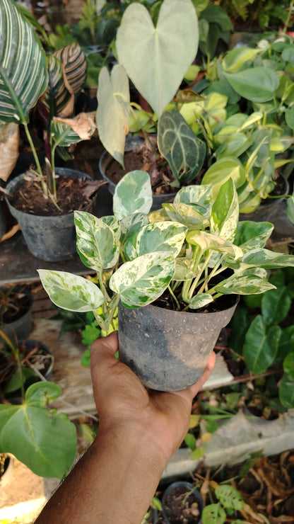 Pothus Panda