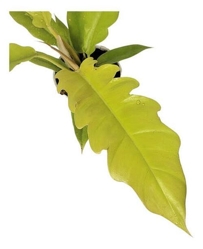 Philodendron golden Crocodile
