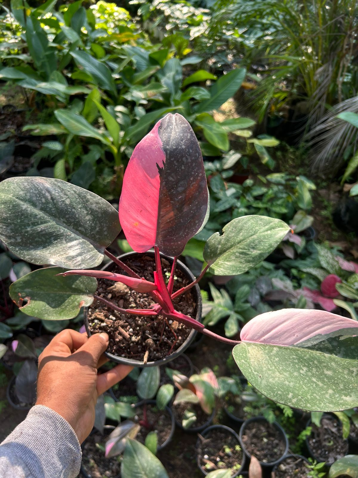 Philodendron Pink Princess