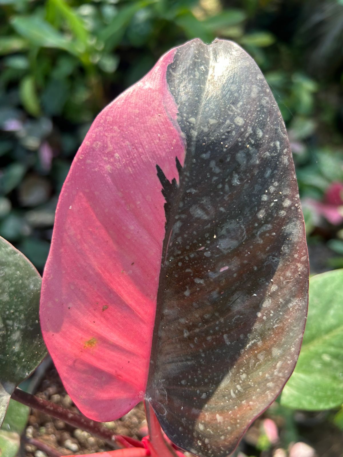 Philodendron Pink Princess