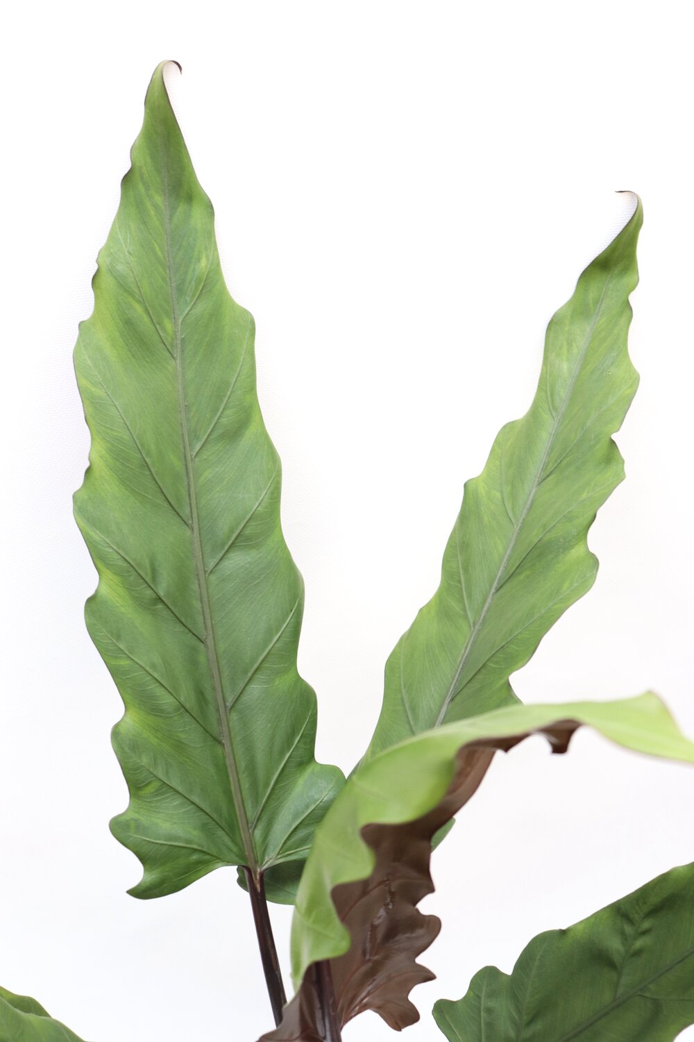 Alocasia Lauterbachiana