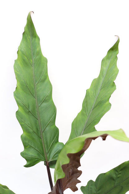 Alocasia Lauterbachiana