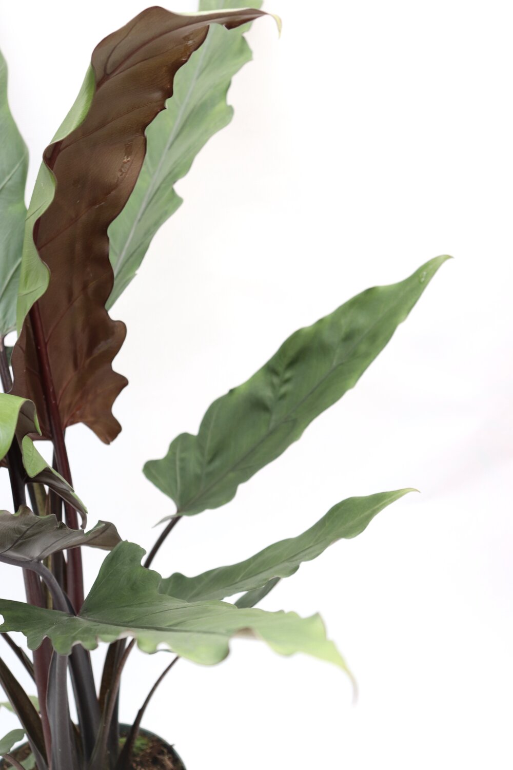 Alocasia Lauterbachiana