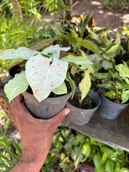 Syngonium Milk Confetti