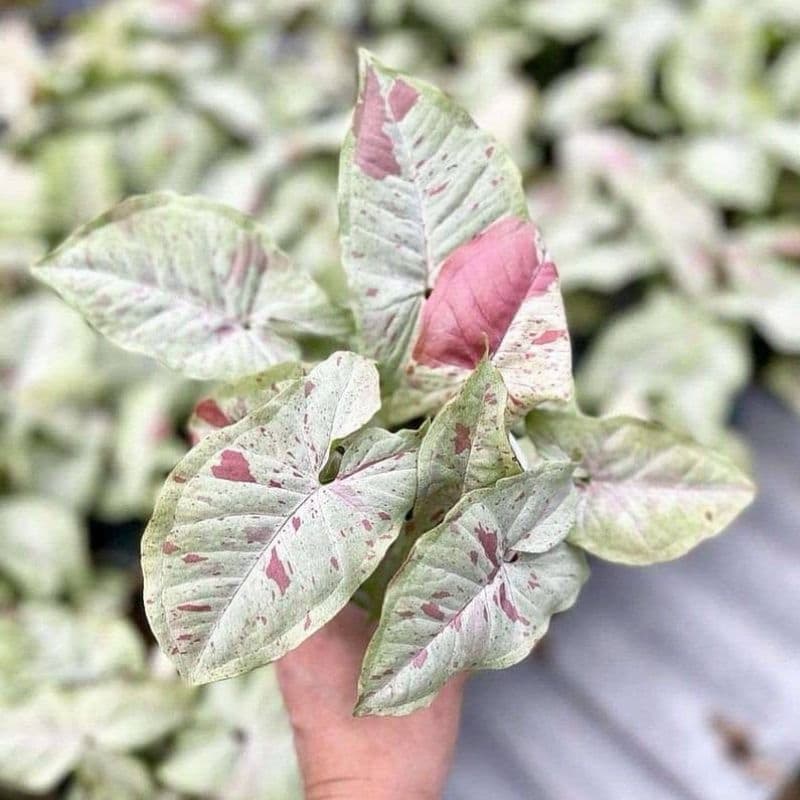 Syngonium Milk Confetti