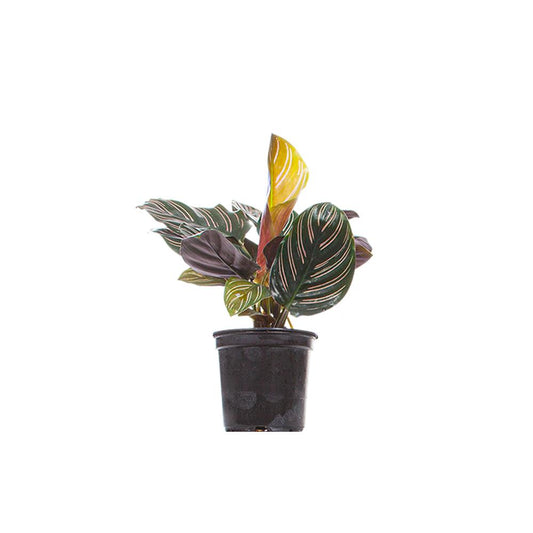 Calathea Ornata