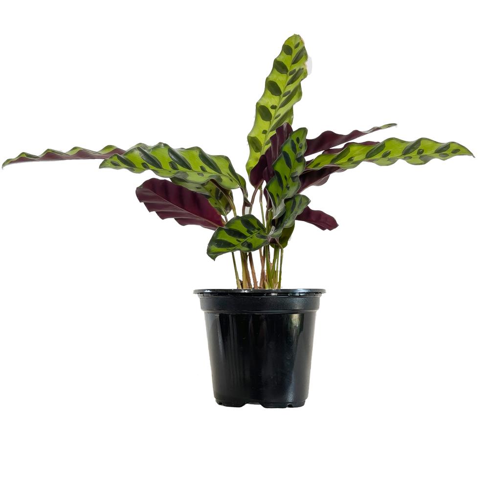 Calathea Lancinfolia