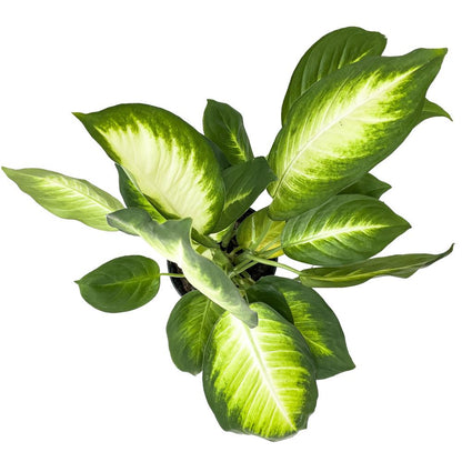Dieffenbachia Mariana