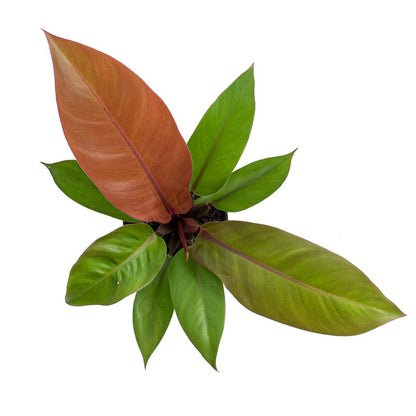Philodendron Orange