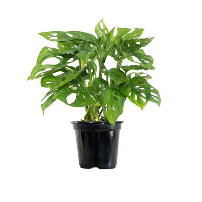 Monstera Adansonii