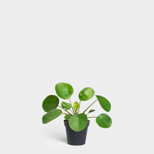 Pilea Peperomioides