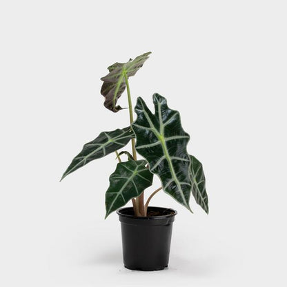 Alocasia Amazónica