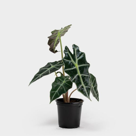 Alocasia Amazónica