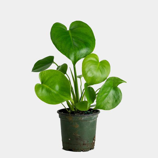 Monstera Deliciosa