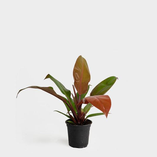 Philodendron Orange