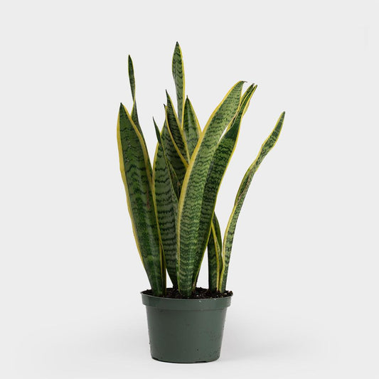 Sansevieria laurentii