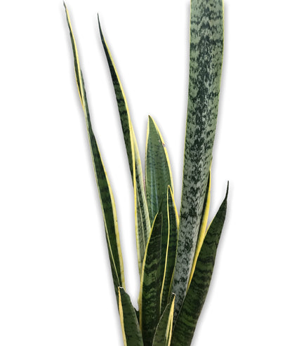 Sansevieria laurentii