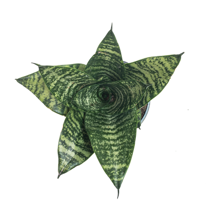 Sansivieria Hahnii