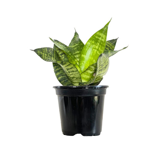 Sansivieria Hahnii