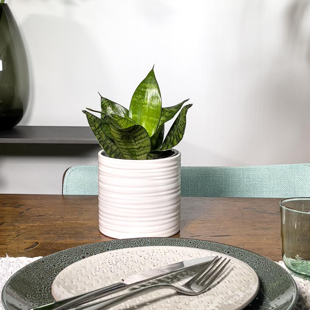 Sansivieria Hahnii