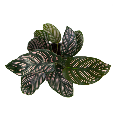 Calathea Ornata