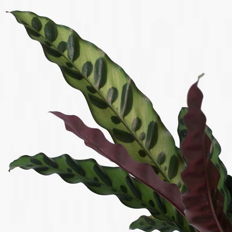 Calathea Lancinfolia