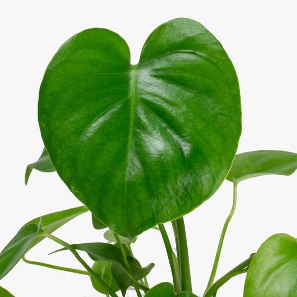 Monstera Deliciosa