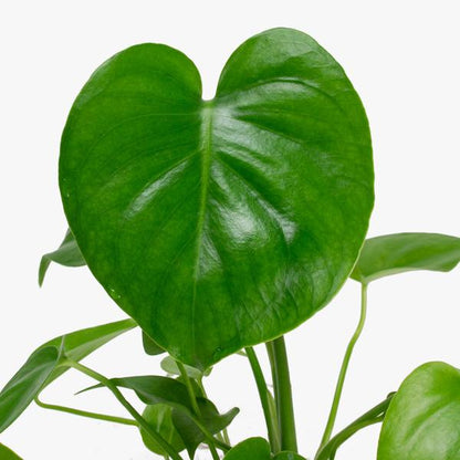 Monstera Deliciosa