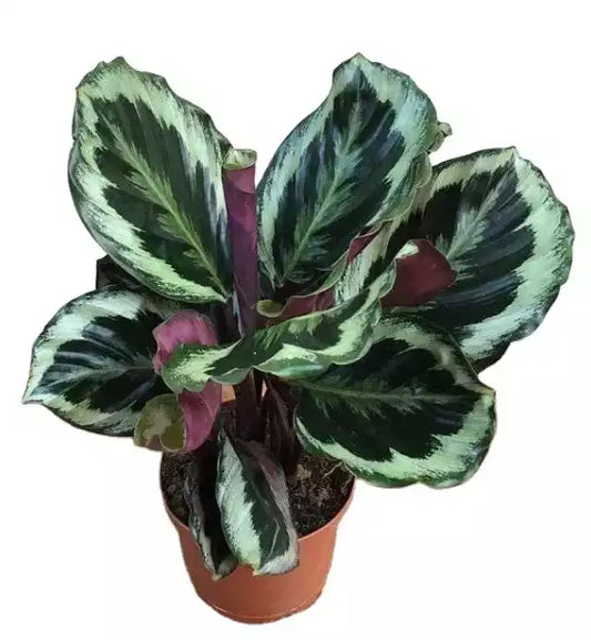 Calathea Marion