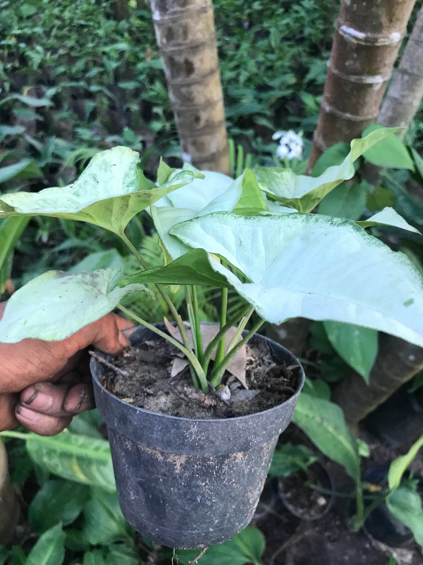 Syngonium Moonshine