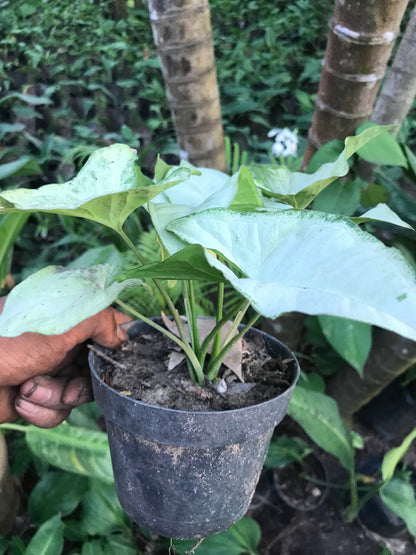 Syngonium Moonshine